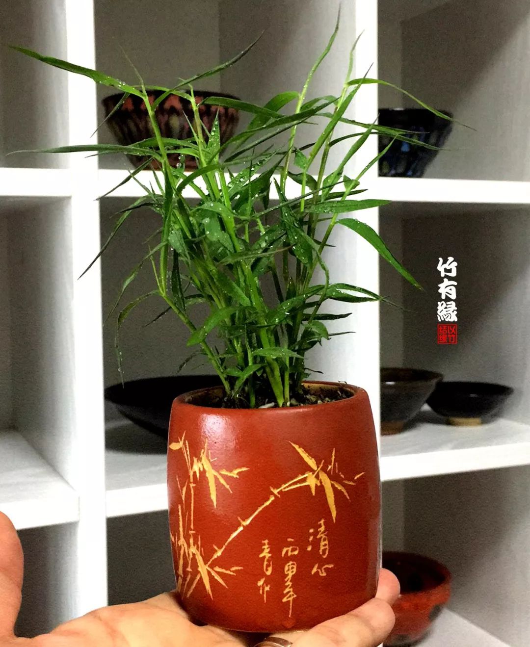 《竹子浇水宝典》竹子浇水是门大学问！