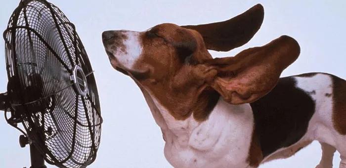 好好的狗怎么会得狂犬病,狗子中暑了