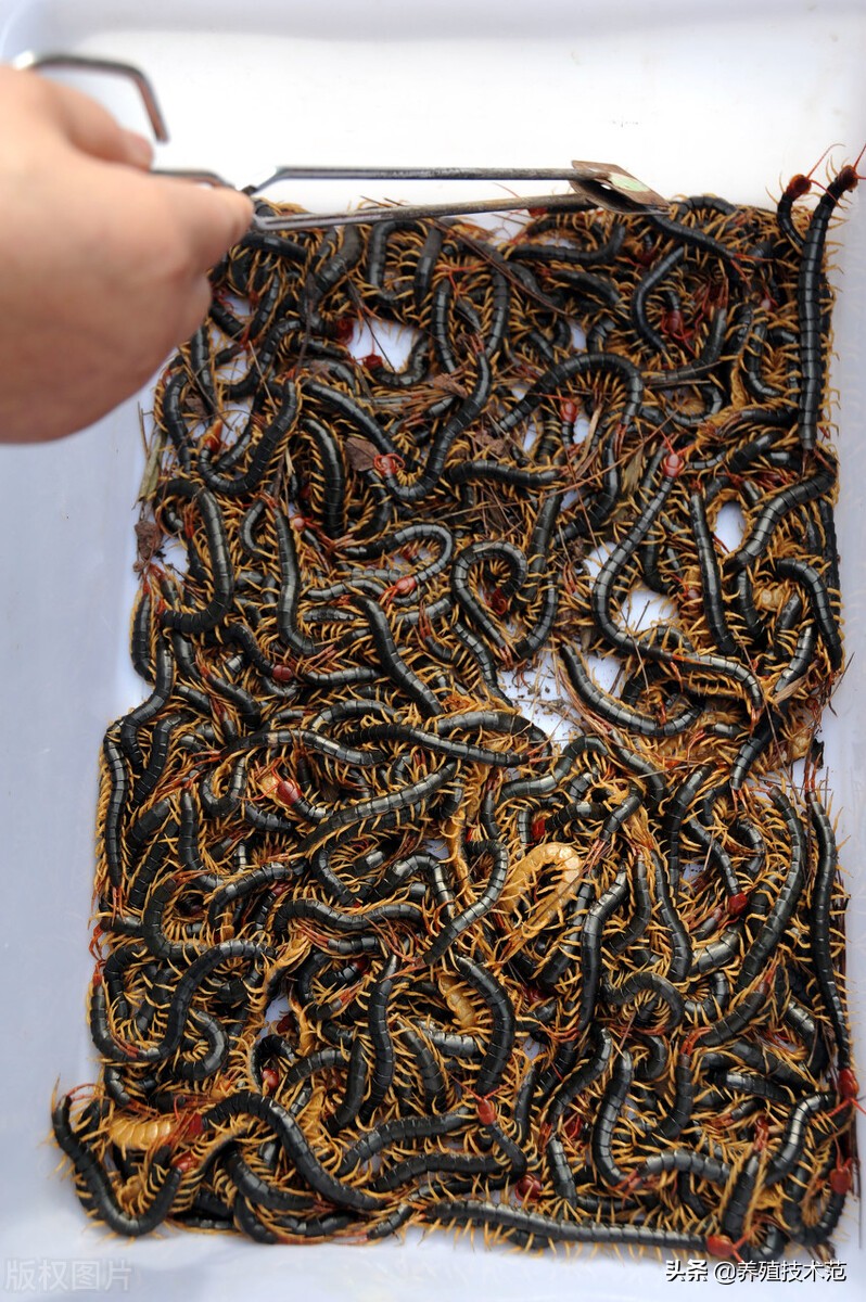 在广西农村养殖什么最赚钱,1万块钱在农村养殖什么赚钱