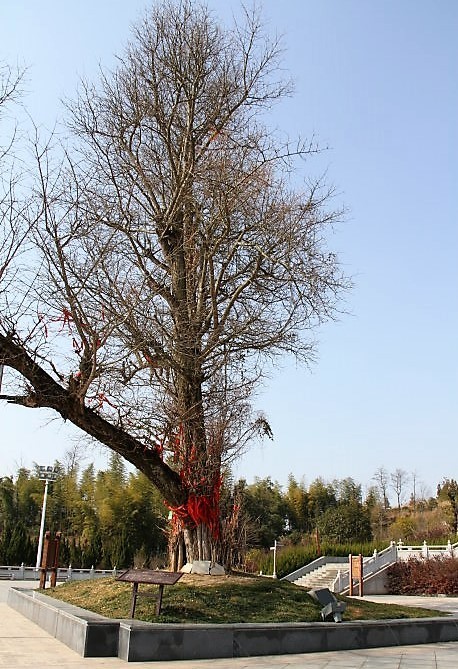 密印千年寺在哪,千年密印寺视频