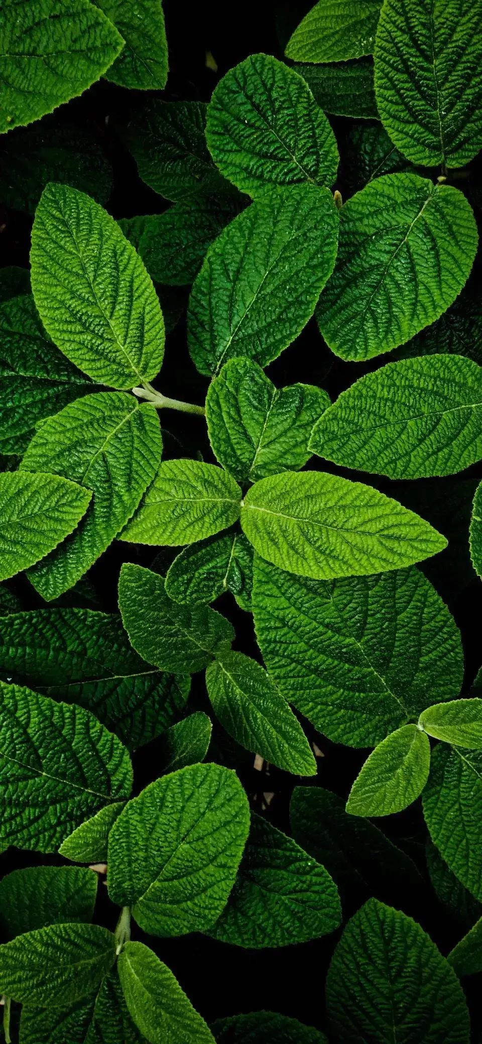 夏日炎炎球场上挥洒汗水,足球壁纸4k超清全面屏绿茵场