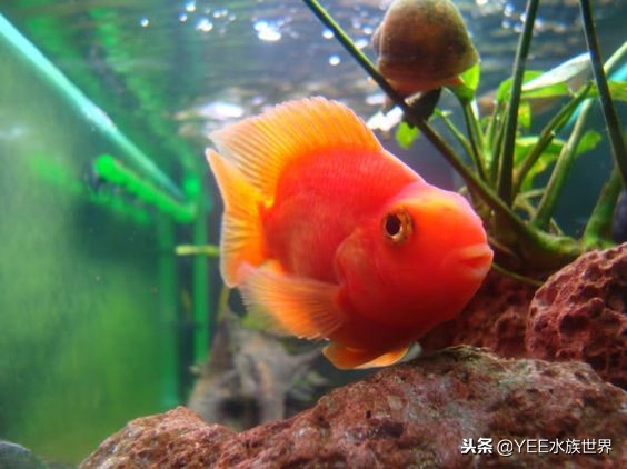 大缸养几条鱼最合适,一个缸养几条鱼最好