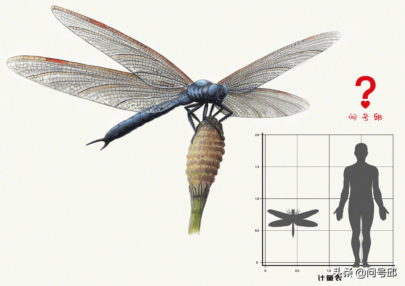 3亿史前昆虫,几亿年前的昆虫远古生物