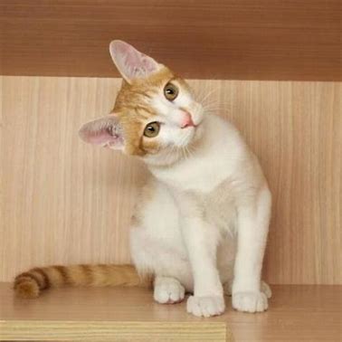 猫传腹治疗好了可以活多久,猫传腹治好后还能活多久