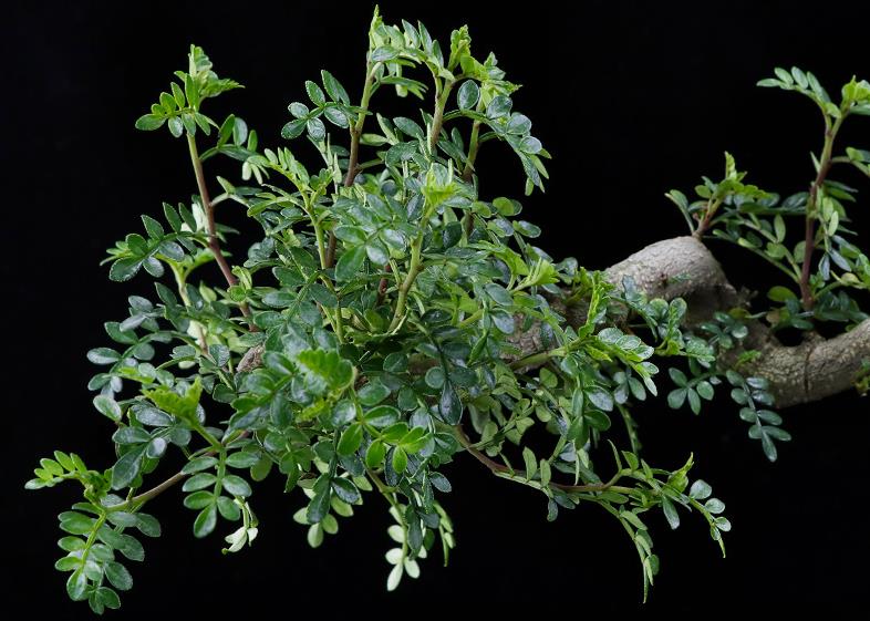 此树自带“香气”,叶子捣成泥是天然面膜,名气不佳1棵仅卖10元