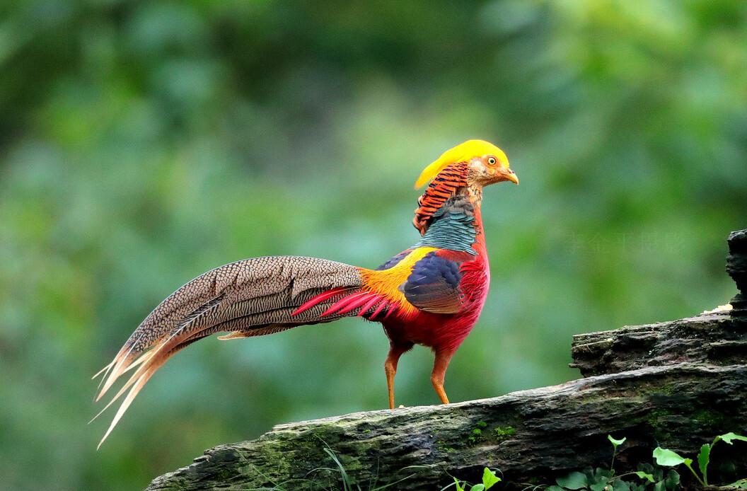 东江揽胜,惠州淡水常见鸟类图谱