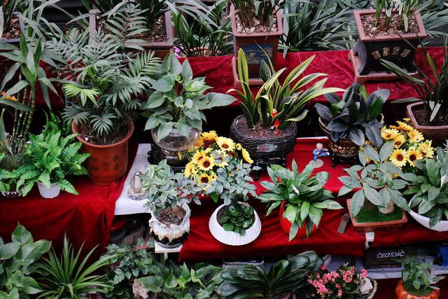 买花的正确方法和技巧,买花前的十大技巧