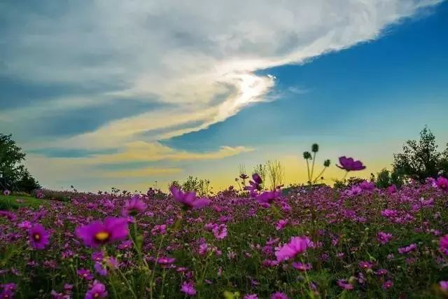 *安泰**赏花休闲婚拍就到泰山花海摩玛梦想城