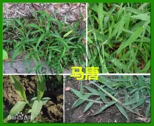 田间杂草认不清来看高清大图,常见田间杂草图片