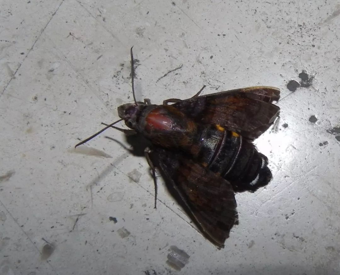 传说中的蛊虫真的有吗,传说中的扑棱蛾子