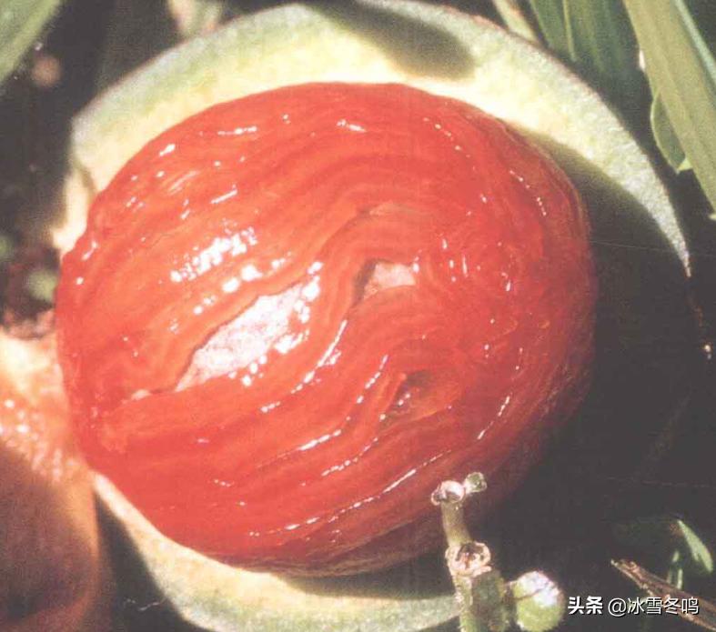 肉豆蔻和肉蔻是不是同一种香料,香料玉果和肉蔻的区别