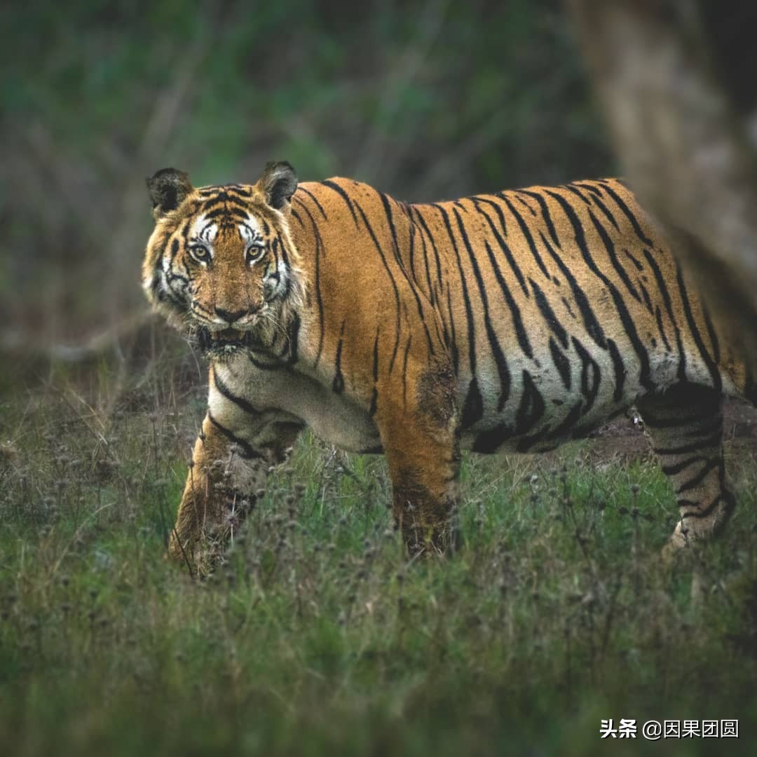 虎王拉贾孩子,虎王拉贾儿子怎么死的
