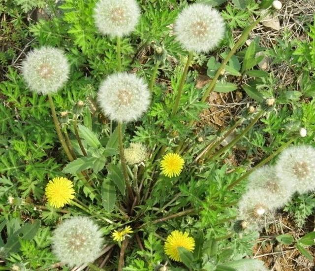 蒲公英中药自然笔记,每日一膳蒲公英