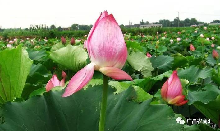 历史上的湘莲简介,湘莲产地和生长环境