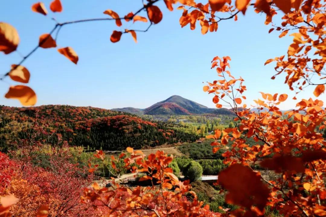 顺义大芦苇荡樱桃采摘园,顺义五大樱桃园