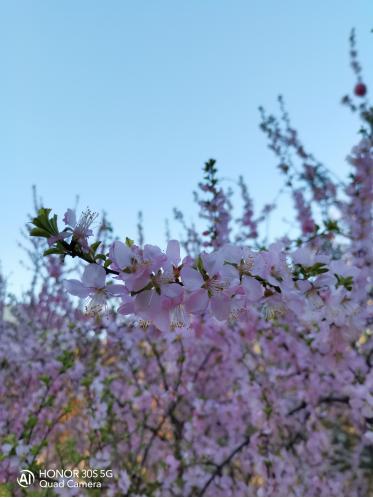 荣耀30s标准版活力版,荣耀30s5g版官方价格