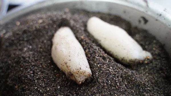 东山岛古早味麻糍,闽南古早味麻糍