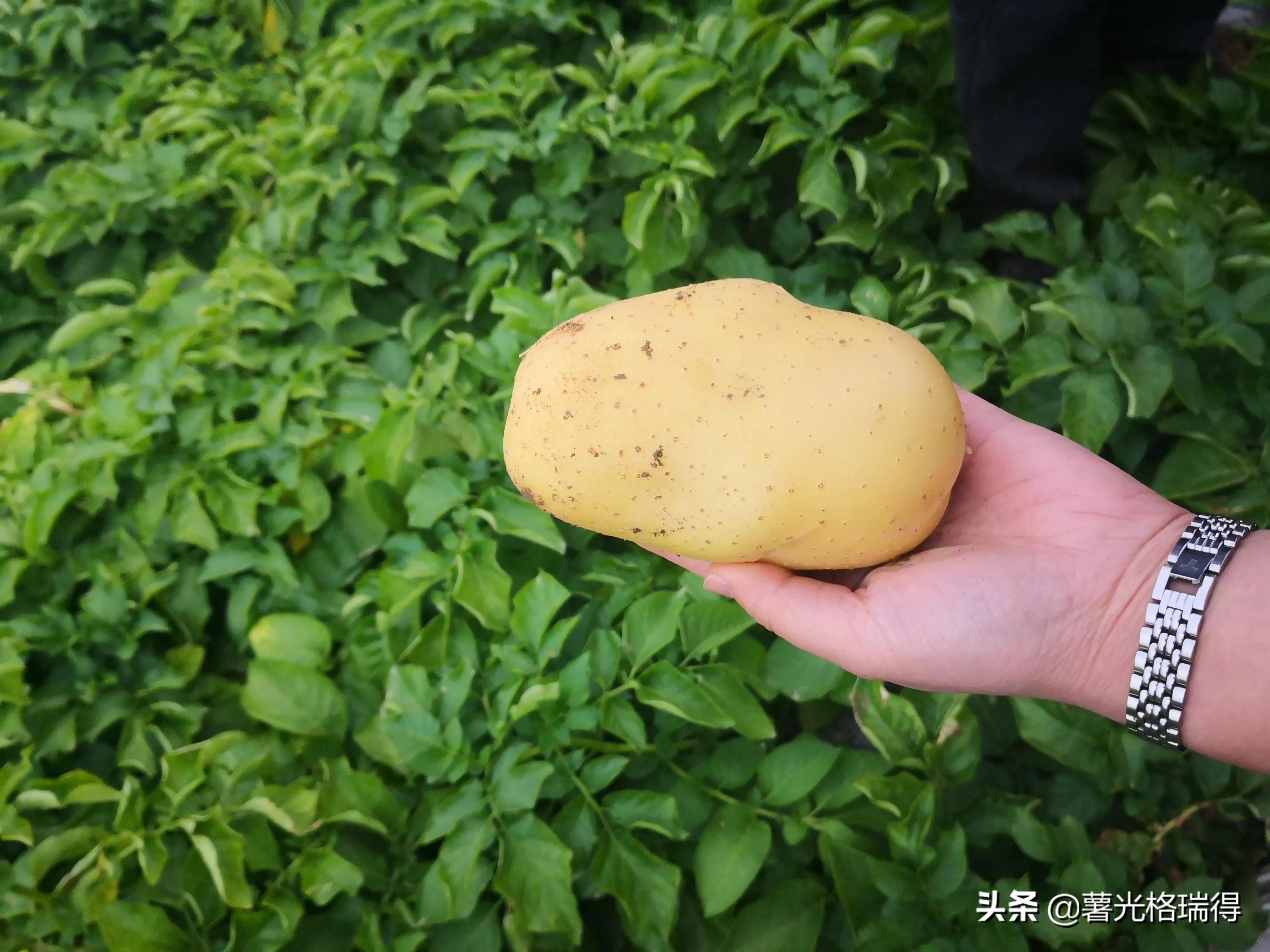 滕州马铃薯基地,山东滕州马铃薯