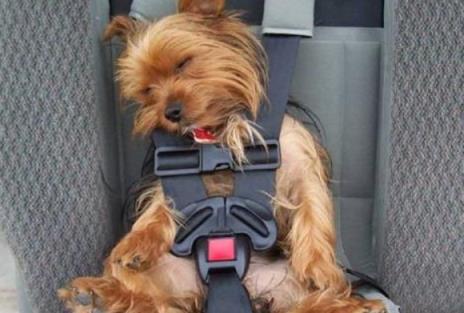 成都宠物托运哪家好,兰州到成都托运的宠物