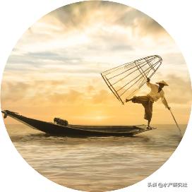 沙鳖和甲鱼哪个好养殖呢,甲鱼饲料养龟