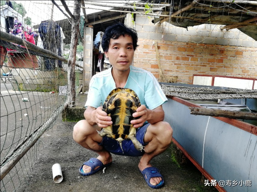 石金钱龟掉价视频,石金钱龟两斤值多少钱