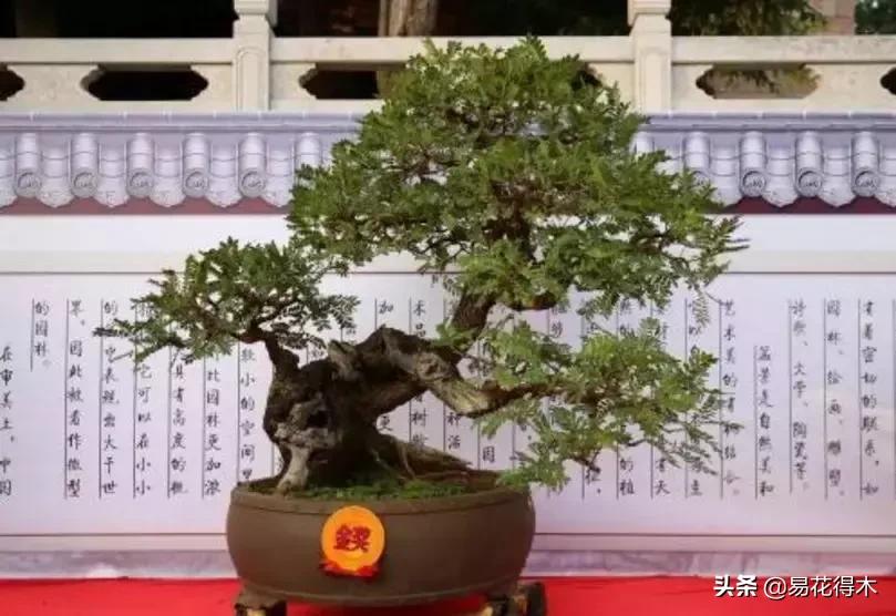 清香木黄叶掉叶可以施硫酸亚铁吗,清香木盆栽叶子枯萎了怎么解决