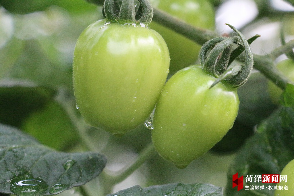 山东郓城农村环境整治,郓城县环境整治