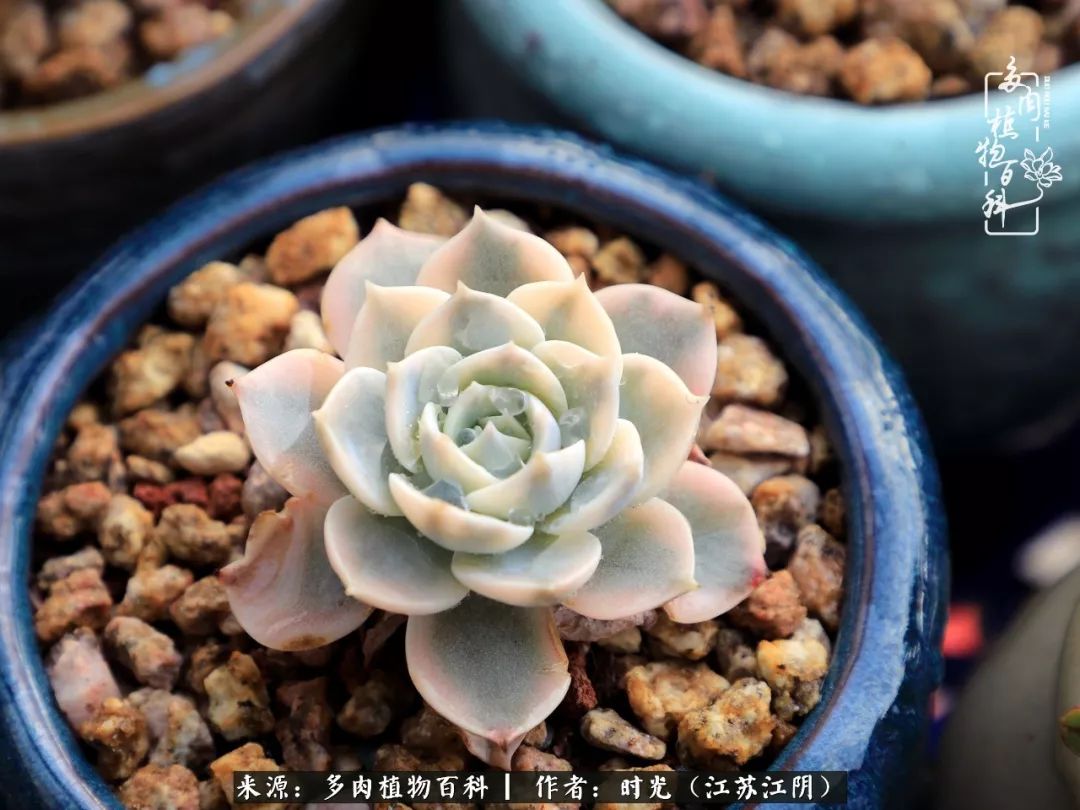 养多肉的人都有一颗善良的心,养多肉植物的人有什么特点