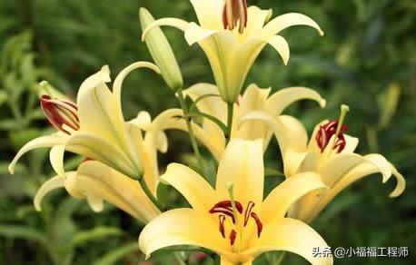 百合里面最香的品种是哪个,哪个品种的百合药用价值高
