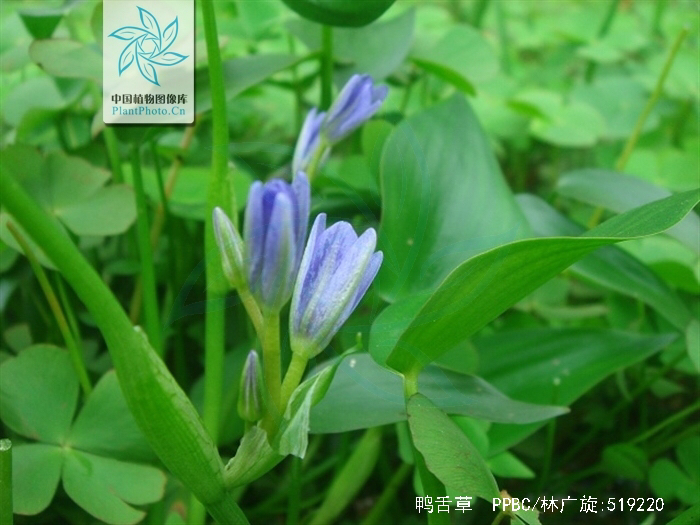 鸭舌草是中药吗,鸭舌草药