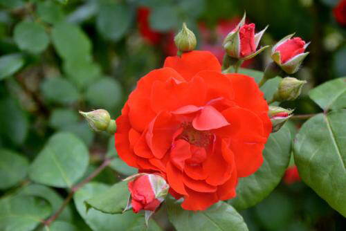 玫瑰老桩怎么养才花繁叶茂,老桩玫瑰长芽后怎么养