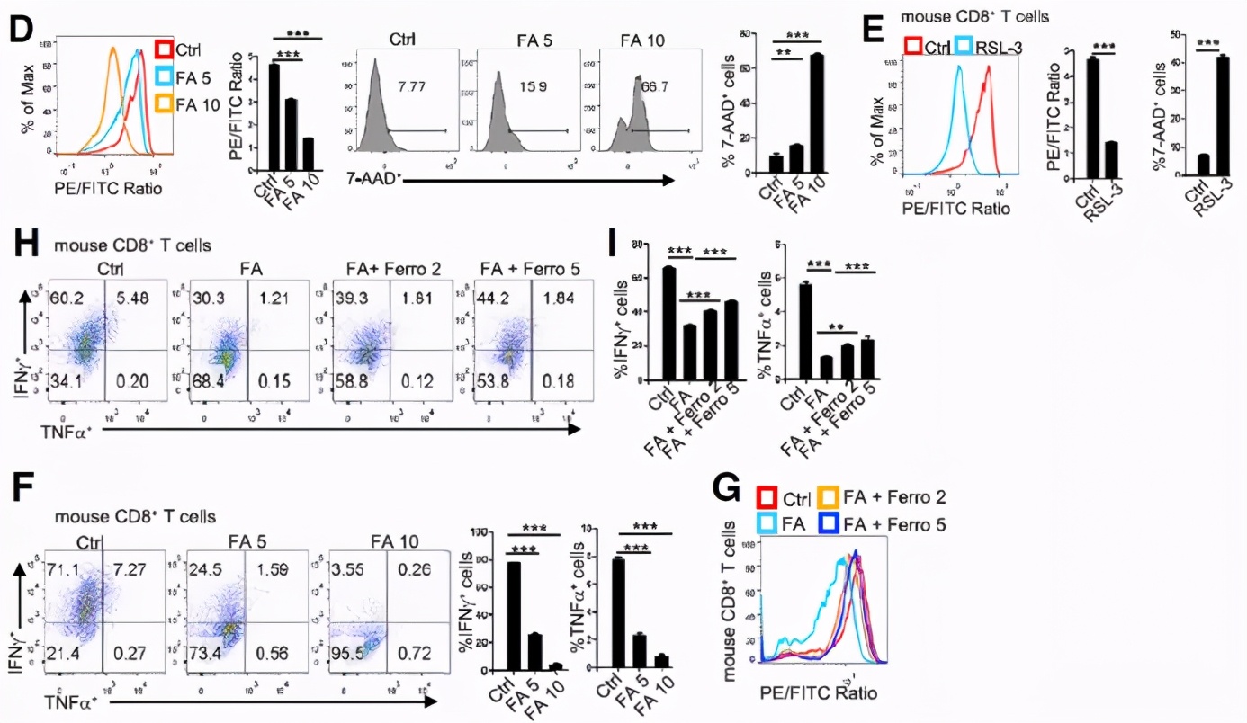 CD36介导铁死亡会抑制CD8+T细胞功能削弱其抗肿瘤