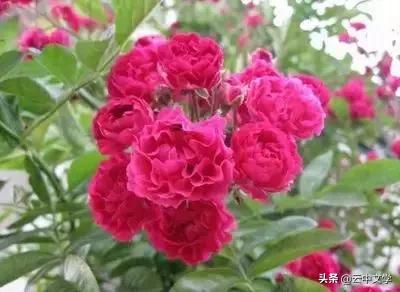 花语大全100种花图片,100种花的花语太全了