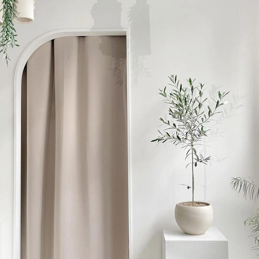 网红必备的高颜值绿植,ins风的网红绿植