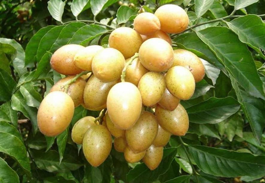 百种味道的果子,四季百种果子图片