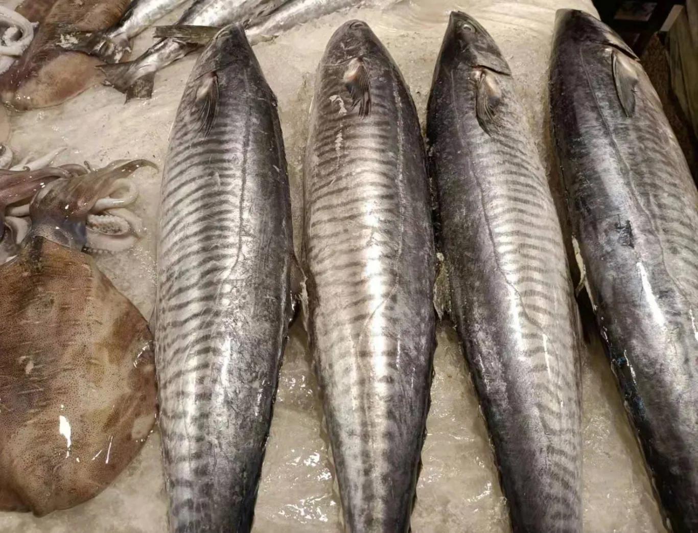 湛江霞山最新鲜的海鲜市场,湛江霞山海鲜批发市场海鲜干货