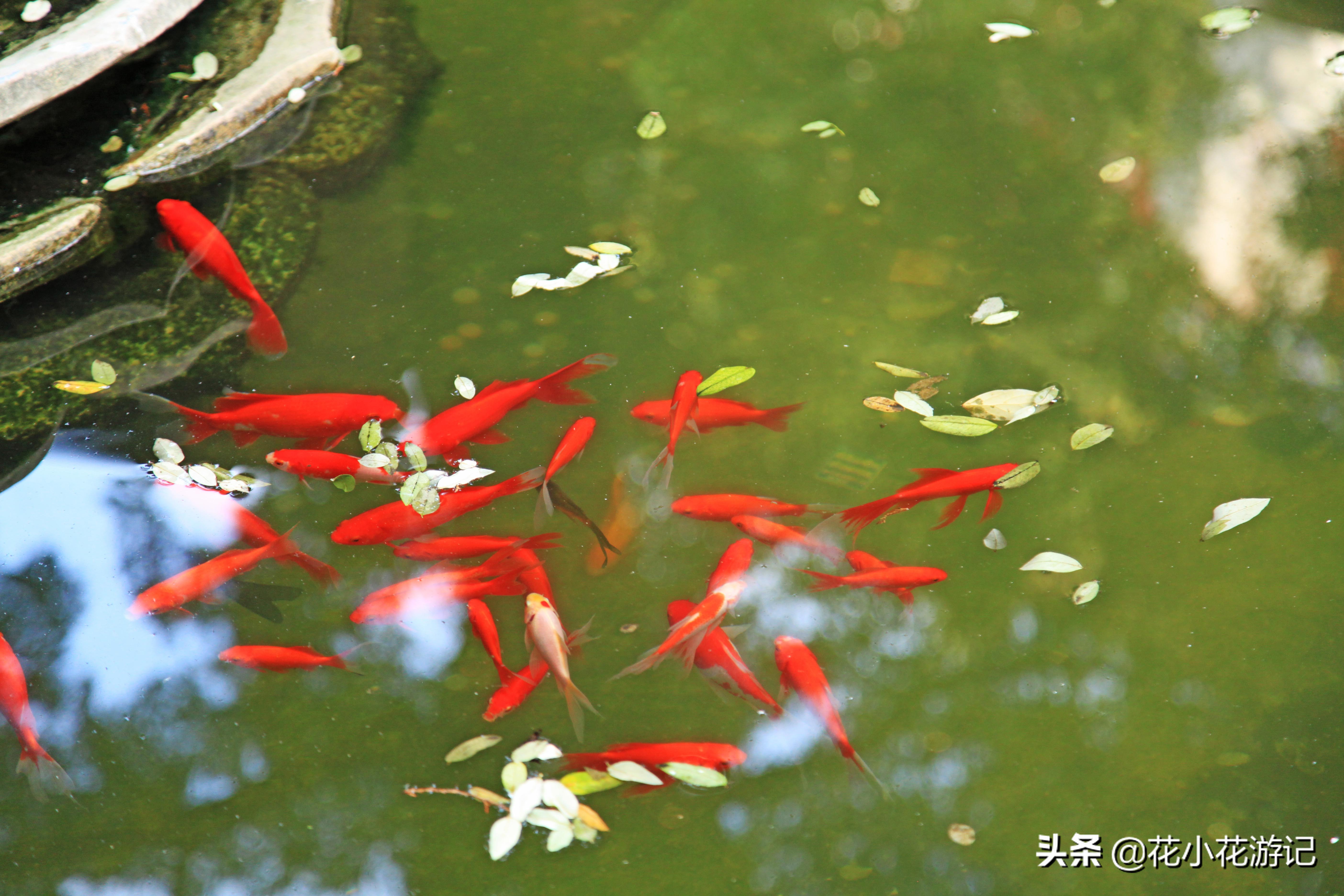 澶у叴鍠勫鐨堜緷娉曚細,澶у叴鍠勫澶ч泟瀹濇绁堢璇电粡