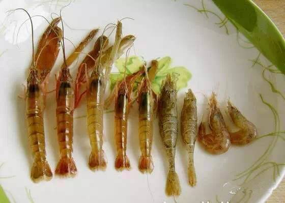 海鲜大全,最全海鲜冷知识