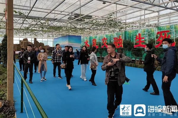 20多家主流媒体齐聚,一百多家媒体关注蒙阴