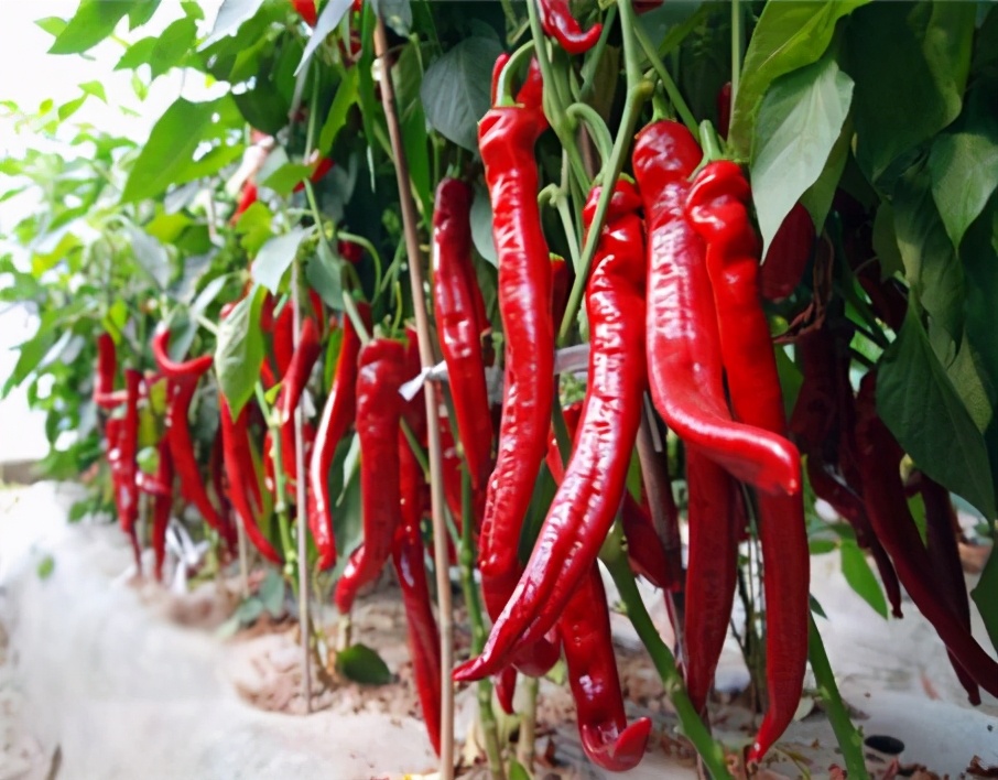 孕妈吃辣胎儿会是什么感觉,孕妈妈吃辣羊水也会变辣吗