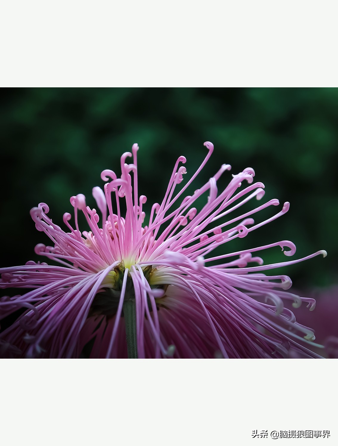花海如何给花拍照好看,大面积的花怎样拍出花海的感觉