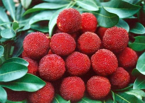 夏天最好吃的水果是西瓜,夏天吃什么水果解暑又解馋