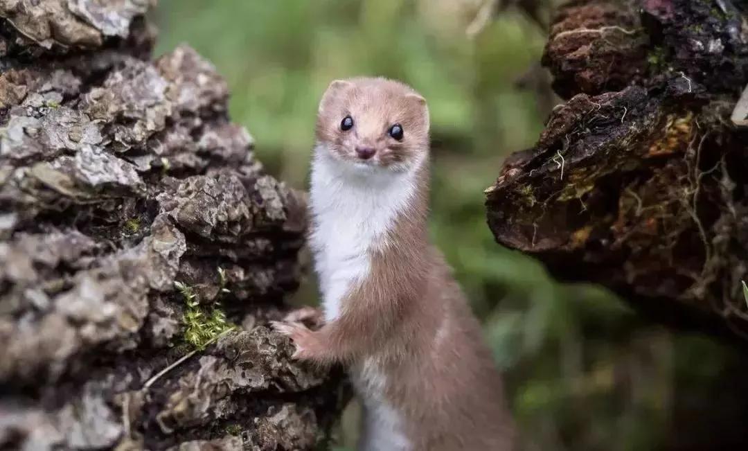 森田疗法中的思想矛盾,森田疗法三句话