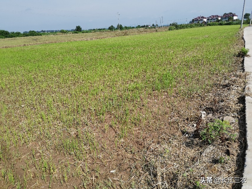 旱稻种植在水田里能成吗,旱稻是直接种在地里吗