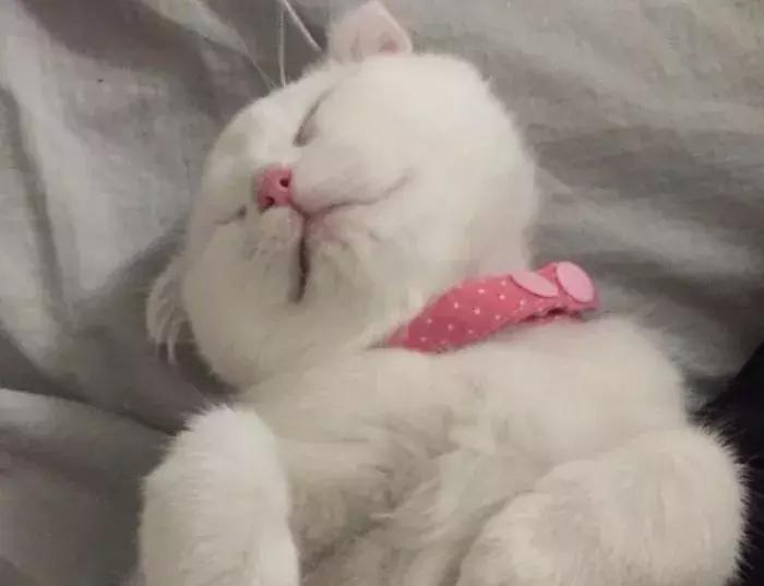 猫咪怀孕怎么才知道,猫咪怀孕怎么办呀