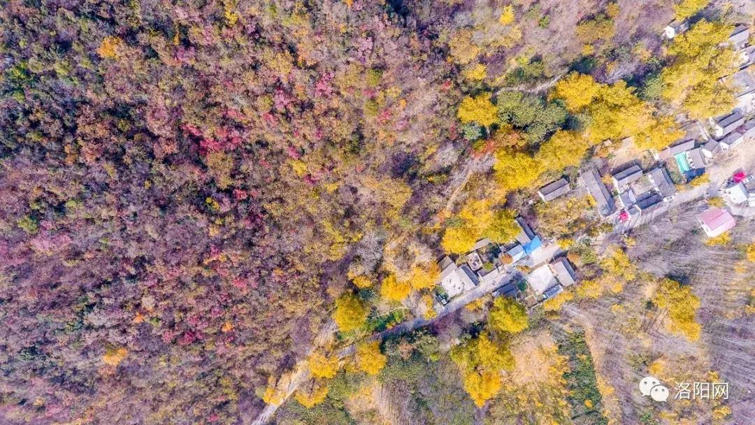 洛阳向全球推介,洛阳向世界发出邀请