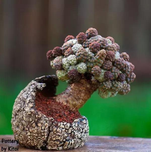 43岁大叔六年养多肉,大叔养各种各样的多肉