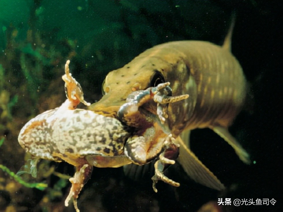 狗鱼的寿命,狗鱼寿命一般多少年