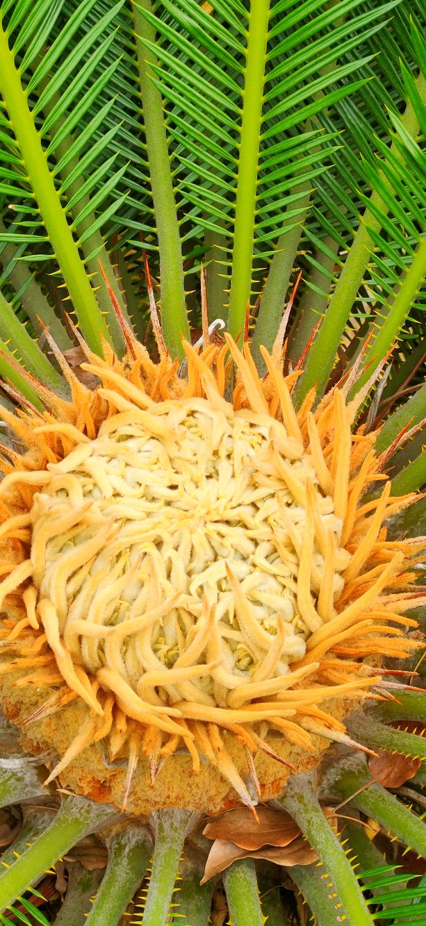 铁树分公铁树母铁树吗,铁树有雄铁树和雌铁树