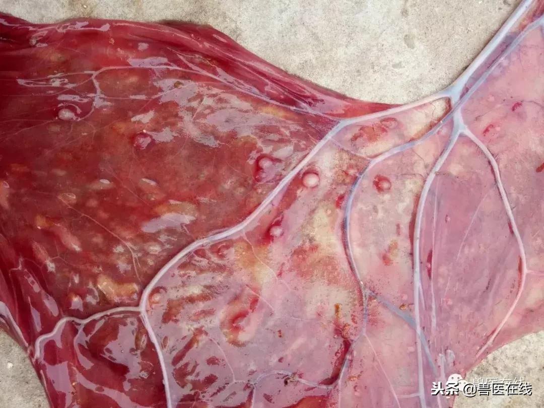 母猪胎衣怎么看病情,如何通过猪胎衣判断疾病